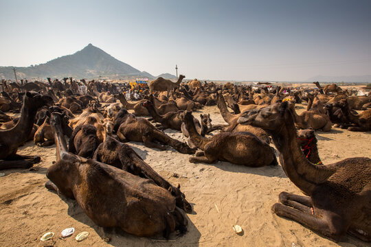Camels kneeling at Pushkar Camel Fair, Pushkar, Rajasthan, India