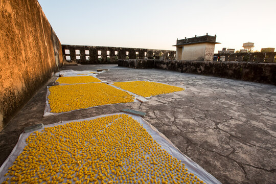 Yellow snacks drying on muslin, Deshnoke, Bikaner, Rajasthan, India
