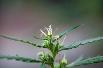 Closeup of Cannabis female plant in flowering phase.