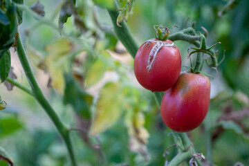 damaged by disease and pests of tomato leaves