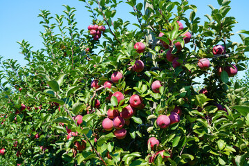 Fresh apples growing on trees at an apple orchard
