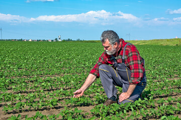 Fototapeta premium Farmer in a field of soybeans