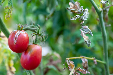 damaged by disease and pests of tomato leaves