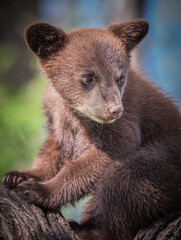 Adorable young black bear cub in tree waits for mom © Jo