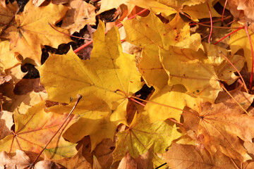 Naklejka na ściany i meble yellow autumn leaves lying on the ground