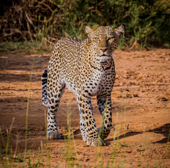 Fototapeta na wymiar Adult leopard walks through Samburu area in Kenya