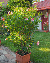 Nice oleander in the garden in summer