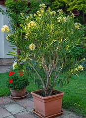 Nice oleander in the garden in summer