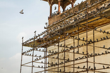 Birds on scaffolding, Red Fort, Delhi, India