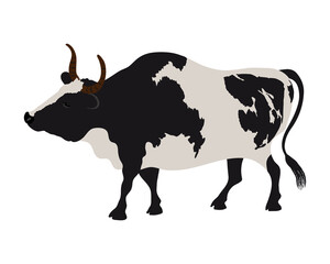Vector cow in realistic style on a white background. Black and white cow.