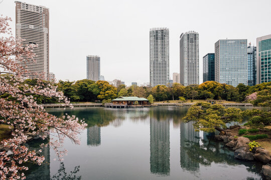 Cherry blossom trees by lake, high-rise buildings in background, Tokyo, Japan