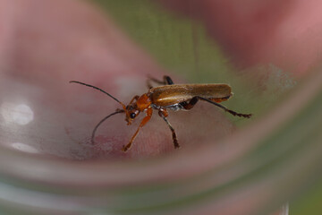 Tanbark borer, violet tanbark beetle (Phymatodes testaceus), family longhorn beetles (Cerambycidae). Netherlands, June