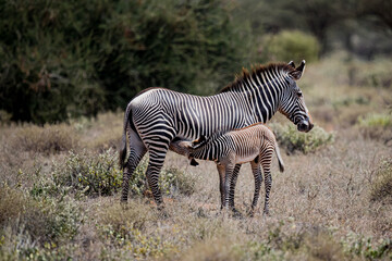 Fototapeta na wymiar Baby Zebra stops to nurse with its mother in Kenya