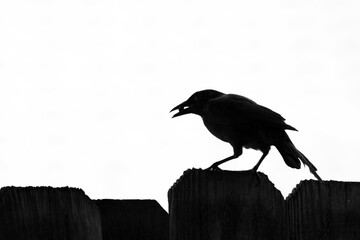 Silhouette of common grackle perched on top of a fence against a white background in black and white.