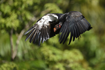 King vulture is flying in forest