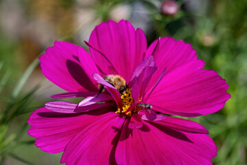Bee on a flower macro summer background
