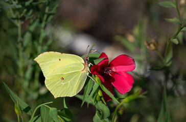 Yellow butterfly on a red flower macro summer background