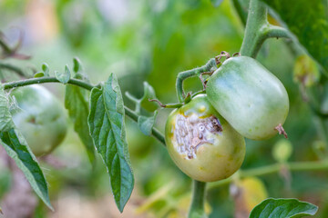 damaged by disease and pests of tomato leaves