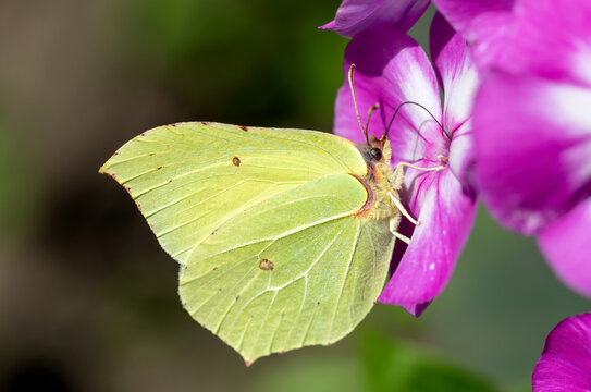 Yellow butterfly on a flower macro summer background