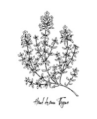 Hand drawn thyme in bloom vector illustration isolated on white. Botanical herbal plant in vintage sketch style. Thymus vulgaris.