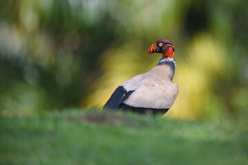 King vulture is staying in grass