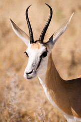 Close-up portrait of an African springbok (antidorcas marsupialis) in grasslands of Etosha National Park, Namibia, Southern Africa.