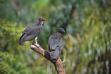 King vulture pair is perching on branch in forest