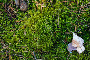 Top view of green moss and fallen leaves in the forest.