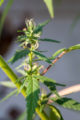 Closeup of Cannabis female plant in flowering phase.