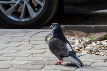 Brooding lonely dove on the city street.