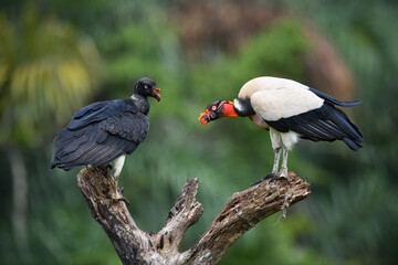 King vulture pair is perching on branch in forest