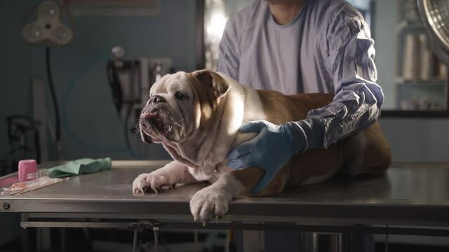 bulldog sitting with vet on exam table