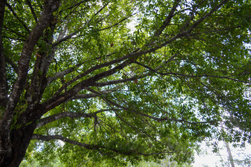 Fototapeta premium trees in the woods