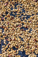 suspended drying coffee beans at plantation in Brazil.
