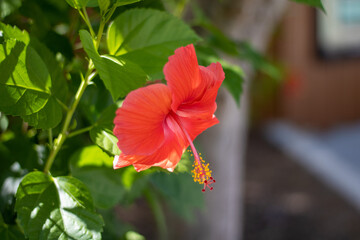 Red Hibiscus Flower 