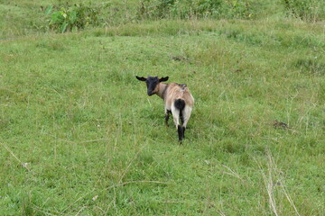 goat running in the grass