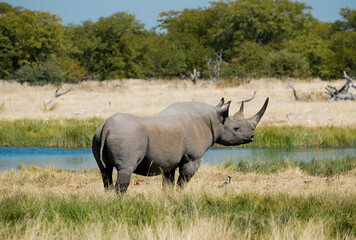 Naklejka premium A single Black Rhino (Diceros bicornis) by a watering hole, Etosha National Park, Namibia, Souther Africa.