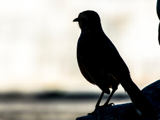silhouette of bird sparrow (Passer domesticus) perched on the head of a statue in Brazil