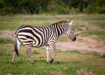 Fototapeta na wymiar Common zebra of Kenya walks accross grasslands in winter