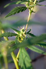 Closeup of Cannabis female plant in flowering phase.