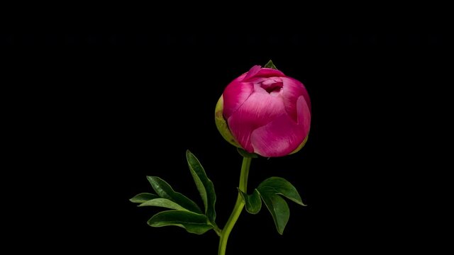 purTimelapse of pink peony flower blooming on black background,ple tulip isolated on black