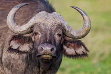 Dangerous cape buffalo stares at camera, captured in closeup