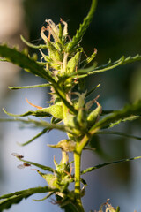 Closeup of Cannabis female plant in flowering phase.