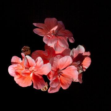 coral geranium flowers on a black background