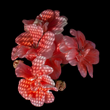 coral geranium flowers on a black background