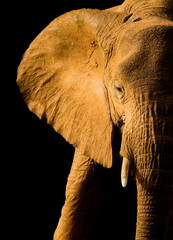 Dramatic profile of African elephant in Kenya © Jo
