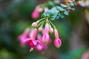 Nahaufnahme einer rosa blühenden Fuchsie Geesche mit Knospen