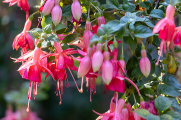 Nahaufnahme von rot blühenden Fuchsien Frankfurter Nizza im Sonnenlicht