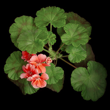 coral geranium flowers on a black background