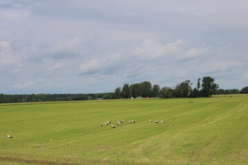 Many storks have landed on a green field in the vastness of Latvia in search of food on a summer day 2020